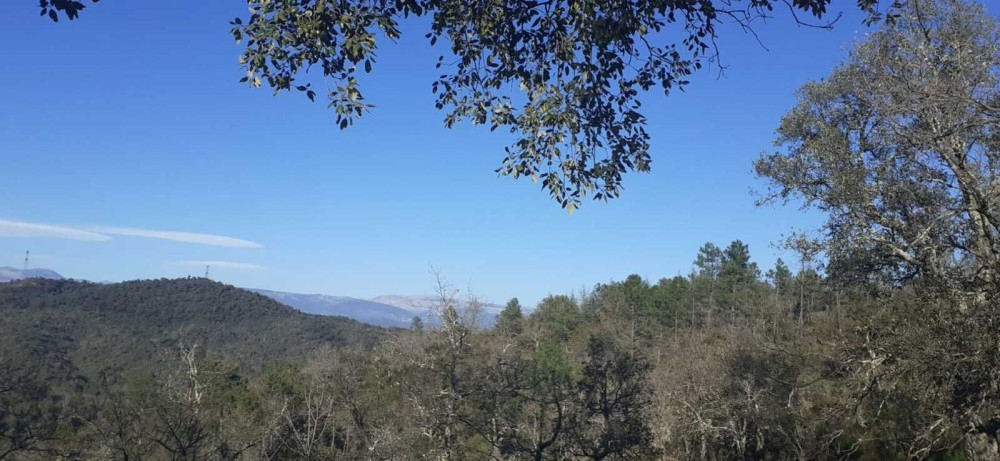 BAGNOLS-Paysage vers la Culasse