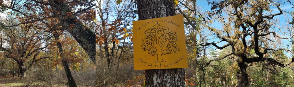 BAGNOLS Les Bois du Defens Chenes centenaires